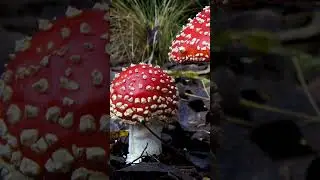 Setas venenosas que son mortales
