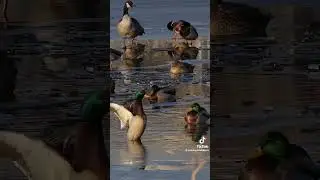 o'rdak