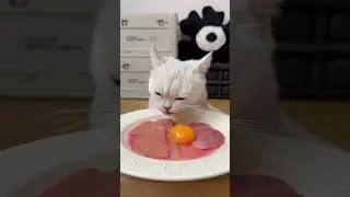 cat eat meatslices 🥩🥚🍳|cat eating sliced meat 🐓| ASMR cat mukbang #cat #cats