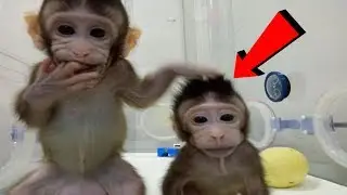 ПЕРВЫЕ КЛОНИРОВАННЫЕ ЖИВОТНЫЕ УДИВИЛИСЬ, КОГДА ОБЕЗЬЯНЫ УВИДЕЛИ ДРУГ ДРУГА
