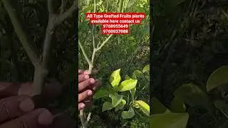 All type Grafted Fruits plants available here contact us 9760955649#gajraulanursery #lowpricenursery
