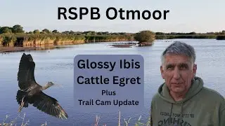 Otmoor and Oxford Farm - Glossy Ibis, Cattle Egret and Marsh Harriers on the Hunt!