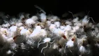 Grylloprociphilus imbricator - Beech Blight Aphids