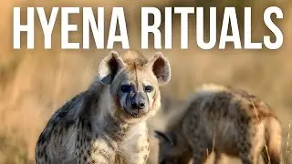 Hyena Mating Rituals Explained / One of Nature&rsquo;s Strangest Systems