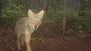 Largest-Ever Camera-Trap Research of Michigan Wildlife
