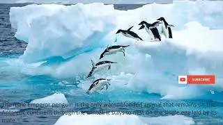 Antarctica And Its Interesting Facts/ice land/ HASHIR'S WORLD