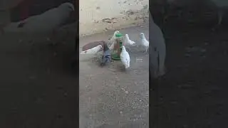 Lucky Bird Feeders.