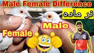 Dove Male Female ki Pehchan || pigeons Gallery ||
