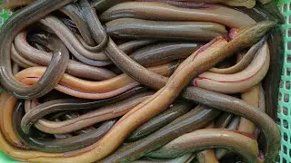 men killing eel cooking food