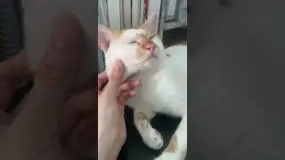 Chubby cheeks #cat #cute #pets #funny #beautiful #foryou #fyp