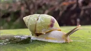 Giant Albino Snail: Bigger Mother, More Amazing Life 