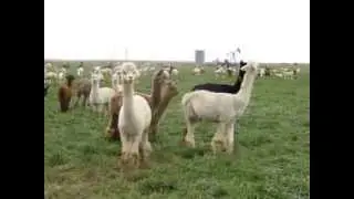 Alpacas Screeching to Warn of danger