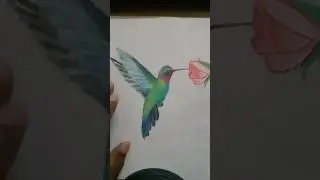 hummingbird #pakhi #birds #drawing #youtubeshorts #howtodraw #viralshorts #viral// @princeartgallery