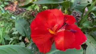 Late Summer  Flowers in Pollinator Garden  9 23 2019