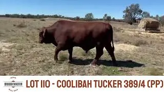 Lot 110 - Coolibah Tucker 389/4 (PP)