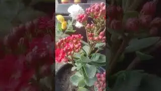 Phulwari gardening ki live mai aap sabhi ka welcome hai Happy New year YouTube family🙏