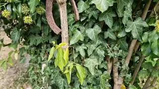 Bugs, bees, wasps and hornets. ##ruralfrance ##lifeinfrance #frenchlife #frenchcottage 