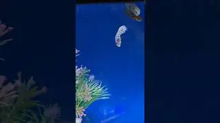 Leopards bushfish spotted ctenopoma leopard ctenopoma spotted climbing perch spotted cichlid
