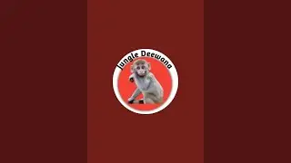 Jungle Deewana is live dog seva