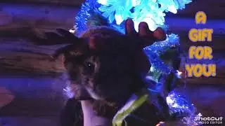 Merry Meow-mas 2025! (Wide View)