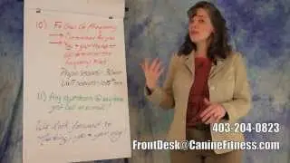The Canine Fitness Centre - What to Expect, 
