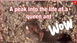 What it looks like in a queen&rsquo;s chamber/ basic care for pogonomyrmex.sp