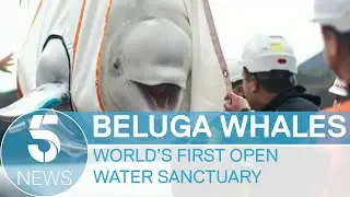 Beluga whales rescued from captivity rehomed 6,000 miles way in Icelandic sanctuary | 5 News