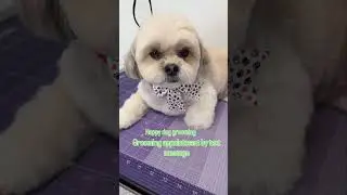 #cute #grooming #puppy #funny #alldogs #starwars #pets #maltipoo #memes #christmas