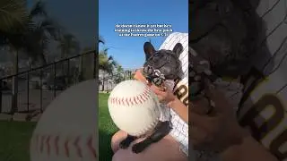 Imagine being this athletic.. 🤣 #dog #frenchbulldog #padres