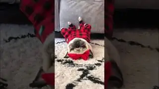 She&rsquo;s jus a baby 🥺❤️ #dog #pug #adorable