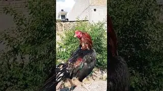 aseel murga vlog #trending #aseelvlog
