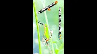 Mating of Dragonfly | Macro Photography | Mobile Photography | Photography | Beauty Everywhere