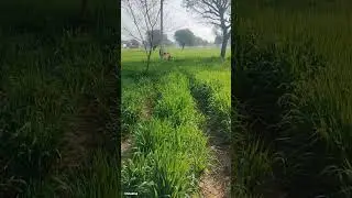 🌾 Barley Crop Farming | Complete Guide to Barley Cultivation 🌾