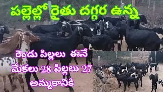 పల్లెల్లో రైతు దగ్గర రెండు పిల్లలు పెట్టే మేకలు 28 పిల్లలు 27 అమ్మకానికి (వెంకీ 6305662856) 27-3-25