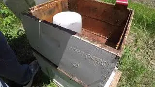 Managing a package bee colony part 6