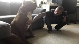 I tickled my GIANT pitbull HULK his reaction was priceless 😂