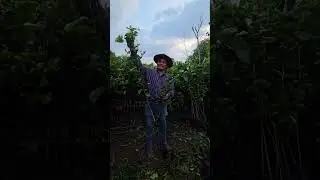 Identificando los chupones y mamones de los c&iacute;tricos  🍃🌳🍊👨&zwj;🌾 #parati #plantas #fruit #foryou