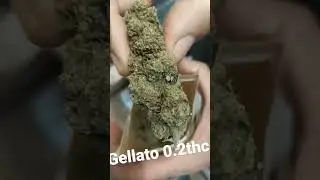 #gelato #420 #hemp#cbd#cbdalchemy#pele #cannabis#amsterdam #shakira #messi