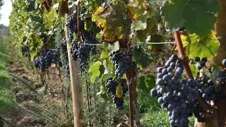 l'agriculture des vignes lot et Garonne est plus intéressante que d'autres