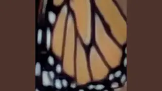 on starlight wings (do you still take flight)