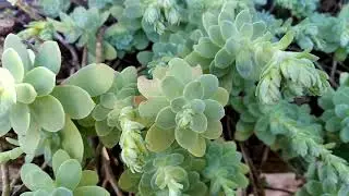 COMO CULTIVAR O SEDUM PALMERI