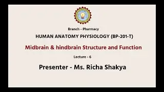 Human Anatomy & Physiology-II | Midbrain & Hindbrain: Structure And Function| AKTU Digital Education