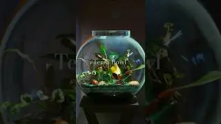 dutch style closed Terrarium     