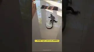 Follow Cheyandi #teluguhealthtips #lizard #homemade #healthylifestyle #hyderabad #telugu #ytshorts