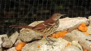 Brown Thrashers - Pat O'Neil's Video Bird IDs