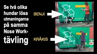 Benji och Kråkis på samma Nose Work-tävling