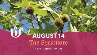 Sunday Worship Service - The Sycamore, led by Rev. Jaye Brooks