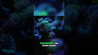 Tap the👆LINK ABOVE👆to Watch the Full Video - Reef Tank Maintenance Tips