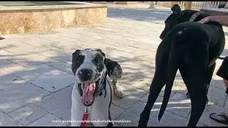 Yawning Great Dane Isn't Quiet On The Set Of Tiger Football Alum Filming