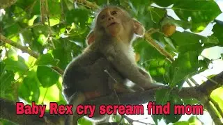 #1  Baby poor Rex cry scream find mammy cos baby Rex hungry milk, where mummy.